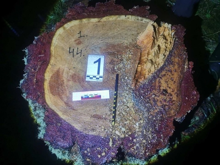 В Сут-Хольском районе Тувы полицейские во время совместного рейда с государственными лесными инспекторами  выявили факт рубки 5 деревьев породы сибирской лиственницы