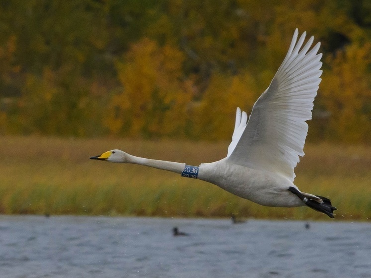 В НАО заметили лебедя-путешественника