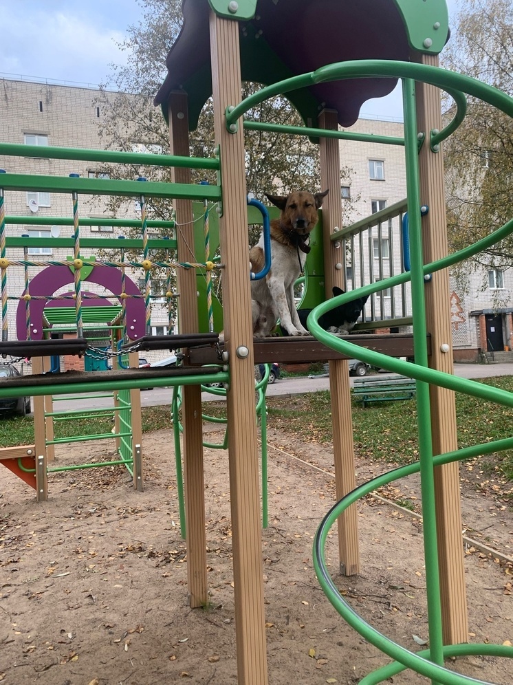 Стая бездомных собак на детской площадке наводит ужас на жителей Олонца -  МК Карелия