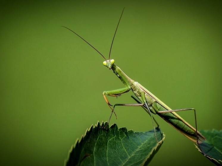 Зеленые хищники в Подмосковье не планируют уходить в спячку
