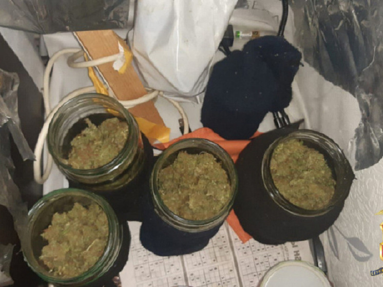 Тверские полицейские изъяли у местного жителя пять банок с марихуаной