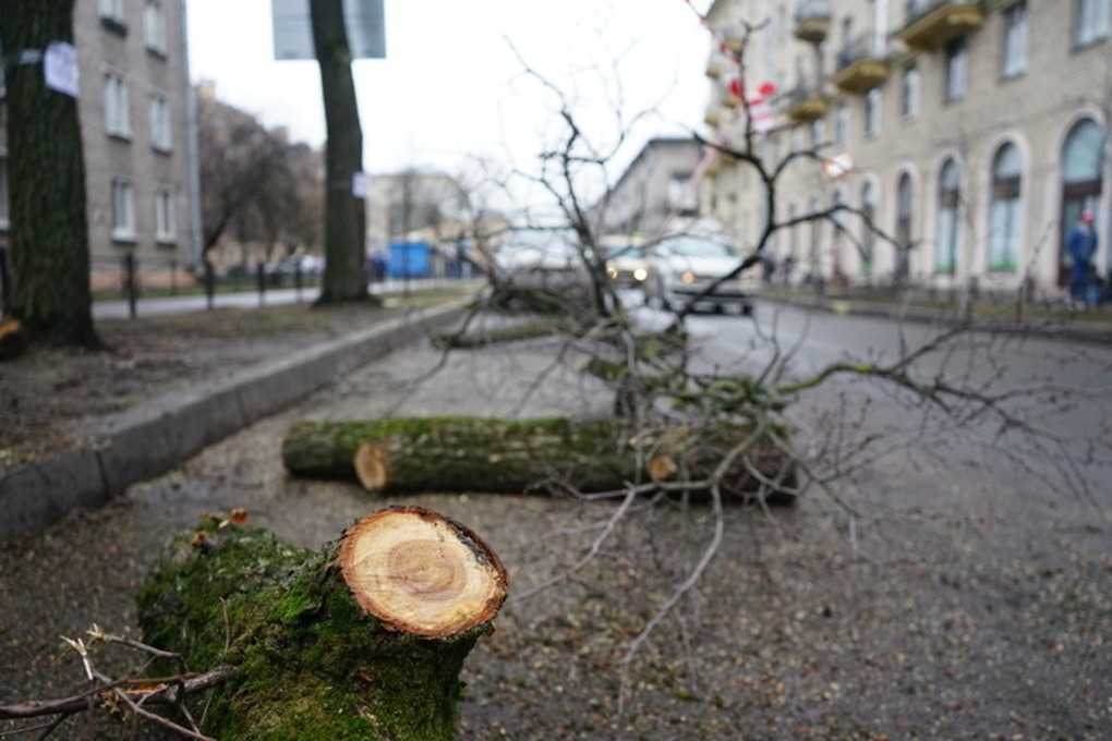 В Калининграде вырубят деревья из-за реконструкции поликлиники