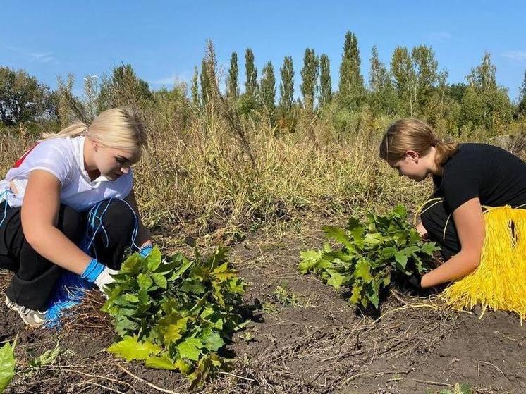 В Солнцевском районе Курской области подготовили к посадке 8 тысяч сеянцев дуба