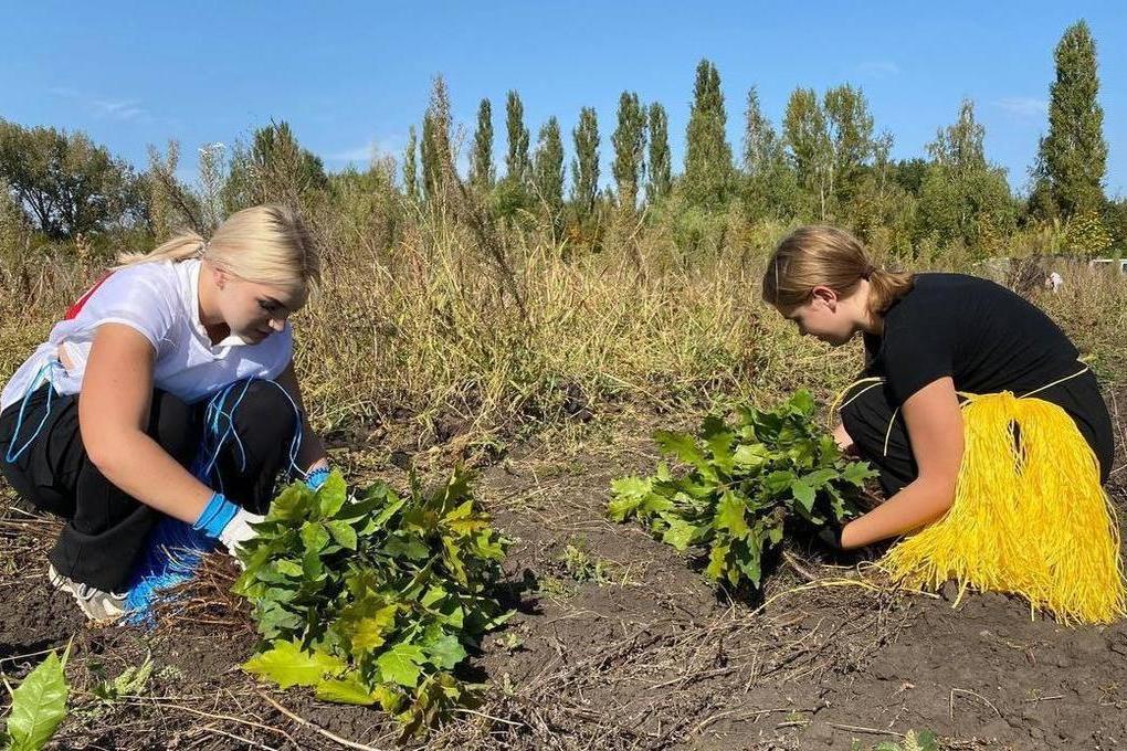 В Солнцевском районе Курской области подготовили к посадке 8 тысяч сеянцев дуба