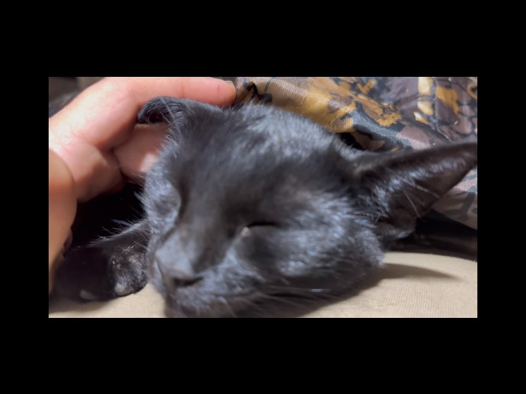 Экс-глава Петрозаводска пригрел черного кота на СВО