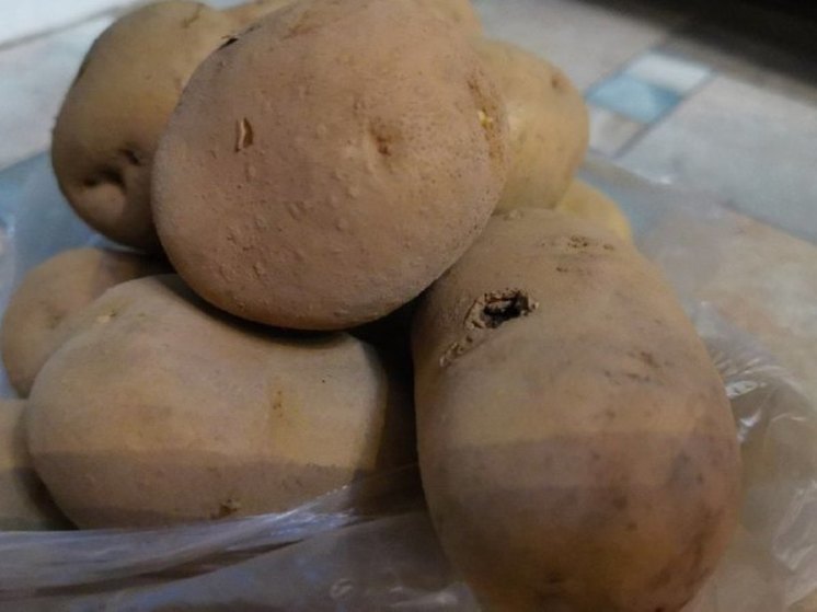 В Хабаровском крае фермеры накопали больше 10 тысяч тонн картофеля