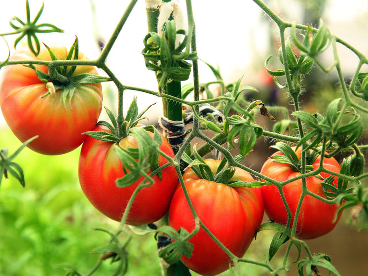 Дачница из Истры вырастила помидор весом почти 1,5 килограмма