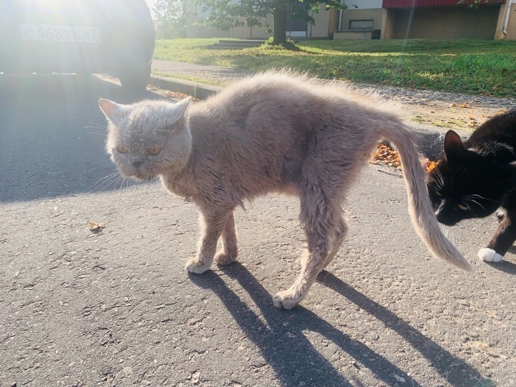 В Андреаполе Тверской области на улице найден породистый кот
