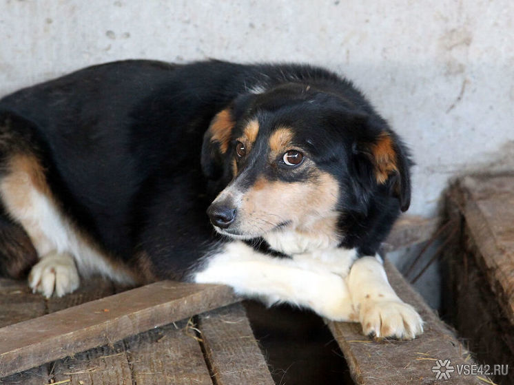 В Кемерове неизвестные выбросили собаку в мусорку