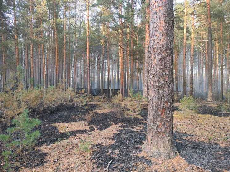 В Ярославской области ликвидировали крупный лесной пожар