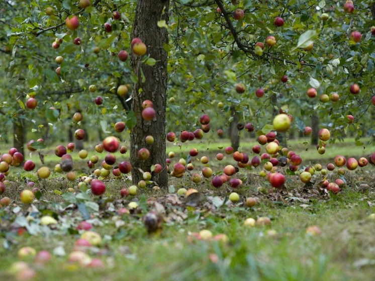 Костромичи, которым некуда девать яблоки, могут подкормить ими лошадок