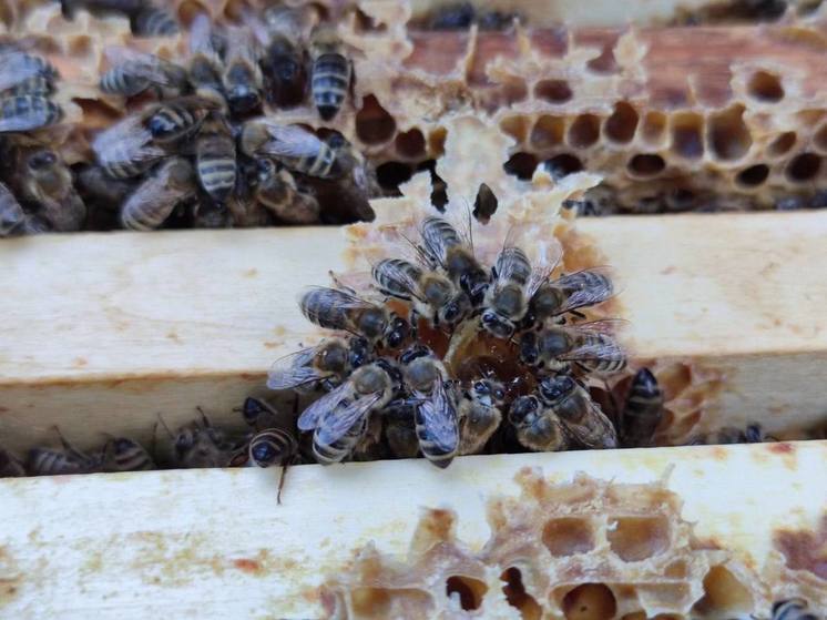 Новую породу пчел выведут в Подмосковье