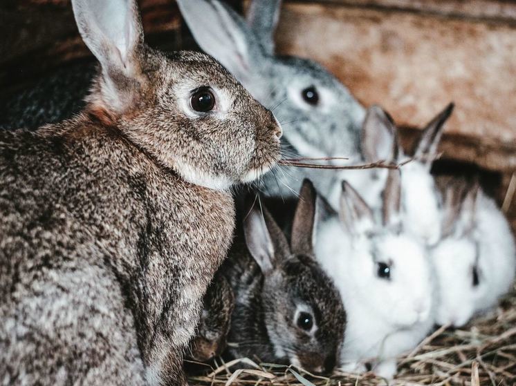 Фермы по разведению кроликов в Воронеже