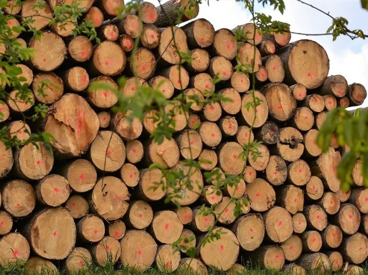 В Башкирии неизвестные вырубили лес на 6 млн рублей