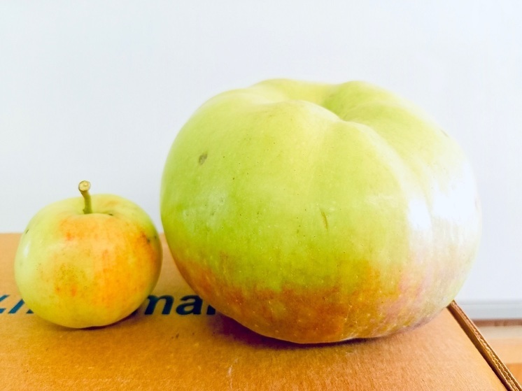 В Калужской области вырастили гигантское яблоко