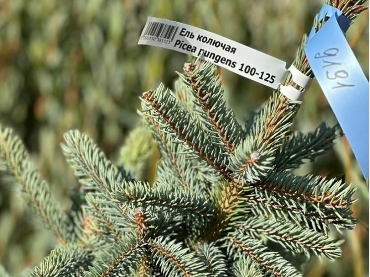 В Смоленске началась осенняя озеленительная кампания