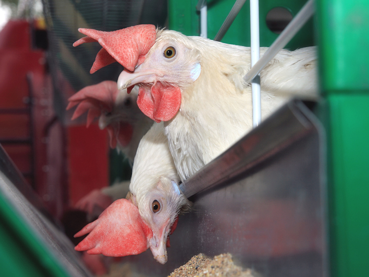 В НАО снизилось производство скота и птицы