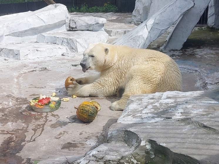 Белый медведь в хабаровском зоосаде не торопится закрывать купальный сезон