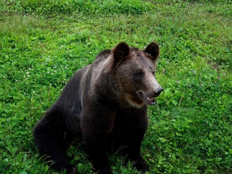 Медведя, бегающего по улицам, заметили в Череповце