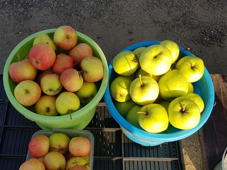 Незнакомец отобрал у пенсионера на пляже в Медвежьегорске 15 кг яблок