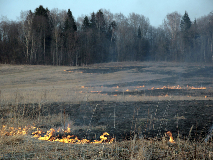 В лесах Подмосковья произошло два лесных пожара