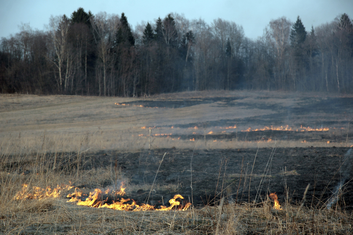 В лесах Подмосковья произошло два лесных пожара
