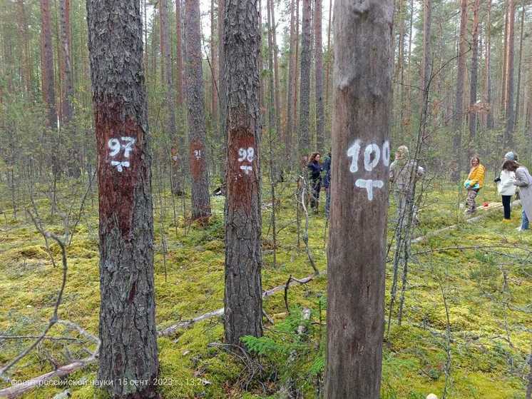 Российские ученые стали бурить деревья в поисках углеродного следа