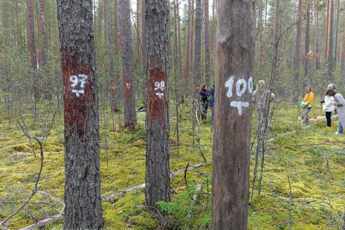 Russian scientists began drilling trees to look for carbon footprints