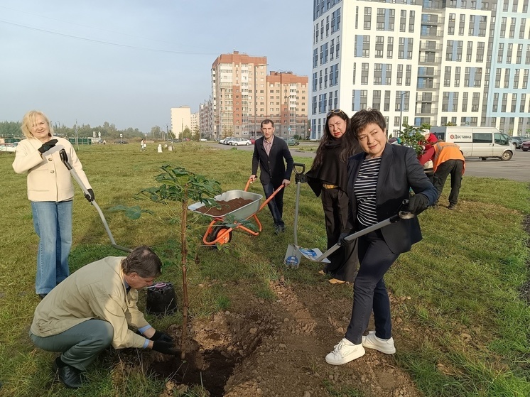 В Гатчине высадили каштановую аллею
