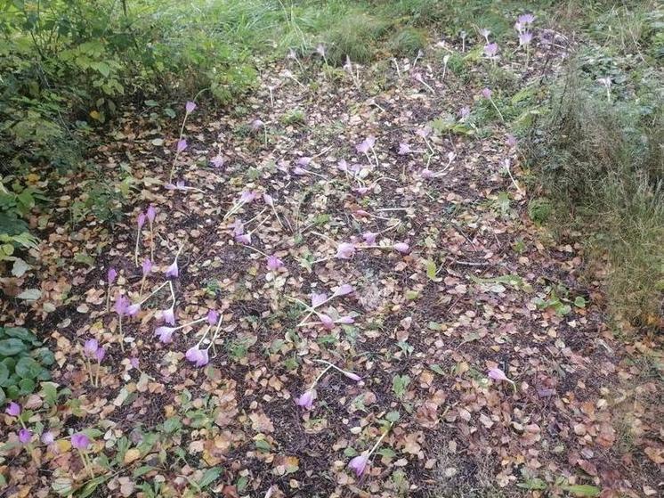 Школьники из Новосибирска уничтожили несколько сотен цветов в Ботаническом саду ТГУ