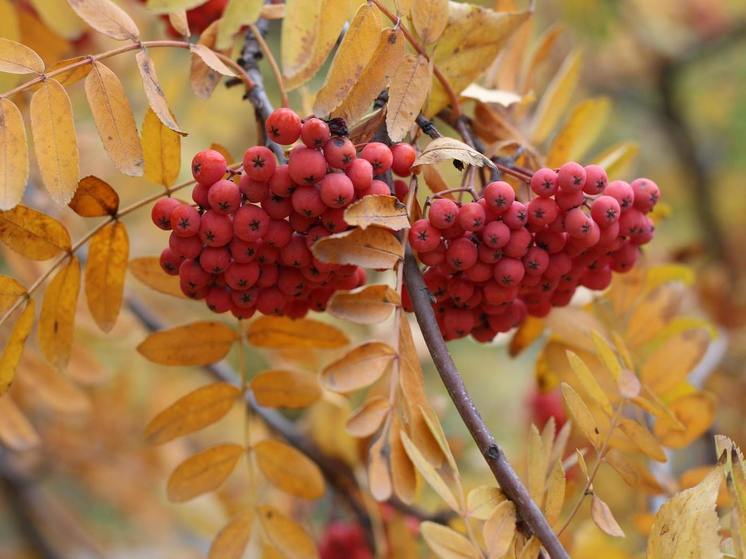 Синоптики 30 сентября предсказывают в Смоленске ясную погоду