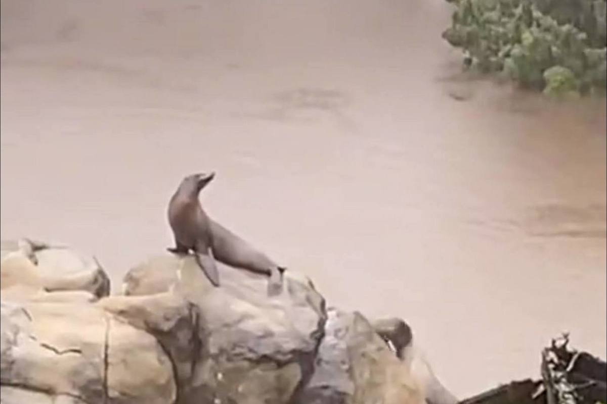 Seals in New York escaped from a muddy flood on a rock: video
