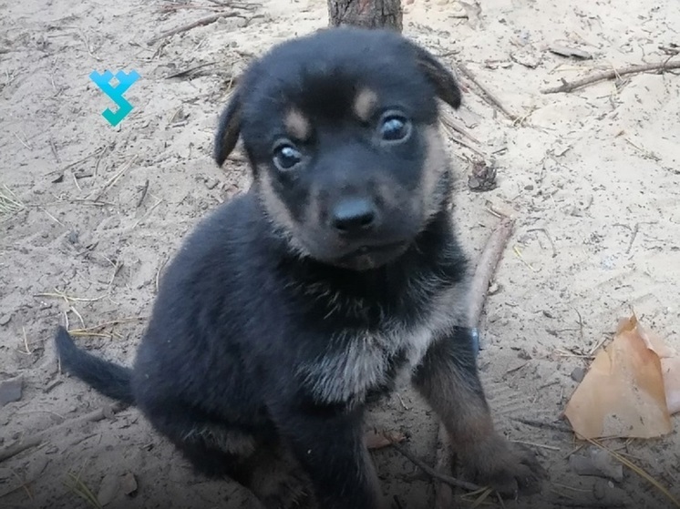 Боец СВО из ЯНАО на фронте нашел щенка и назвал его в честь родного поселка