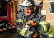 В Волоколамске спасатели во время тушения квартиры нашли кота