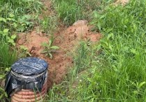 В городском округе Химки экологи зафиксировали сброс неочищенных сточных вод на почву