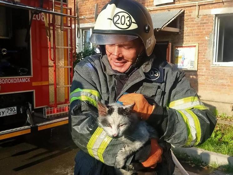 Пожарные вынесли кота из горящей квартиры в Подмосковье