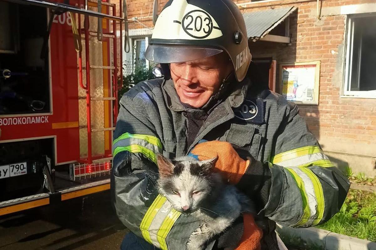 Пожарные вынесли кота из горящей квартиры в Подмосковье