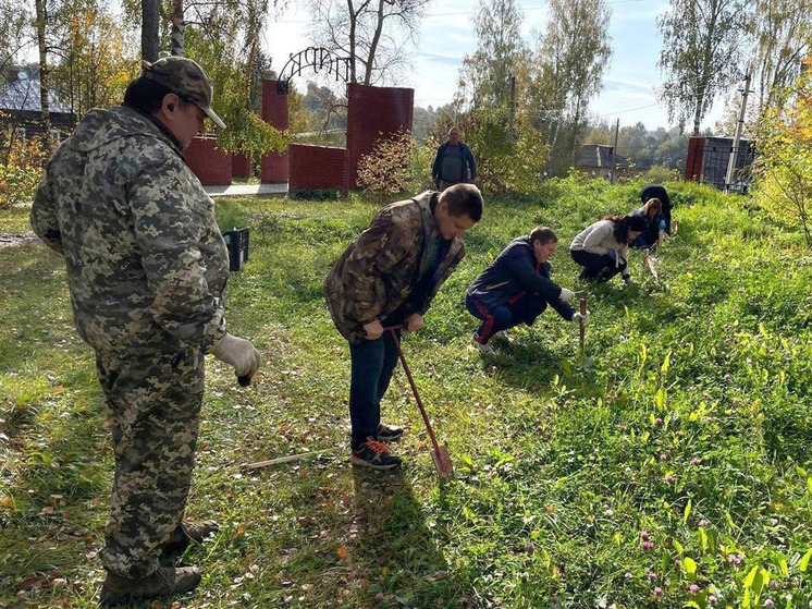 В ходе экологического субботника в Наволоках посадили 50 саженцев сосны