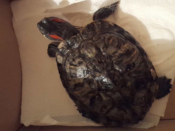 Черепаха ползала по берегу озера на севере Карелии