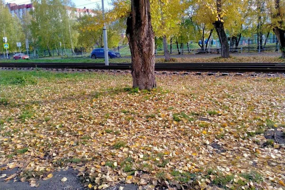 До + 7 градусов похолодает в Томске в первый день октября