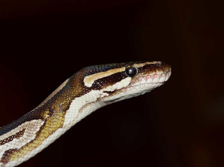 Женщина обнаружила в своей ванной полуметровую змею в Подмосковье