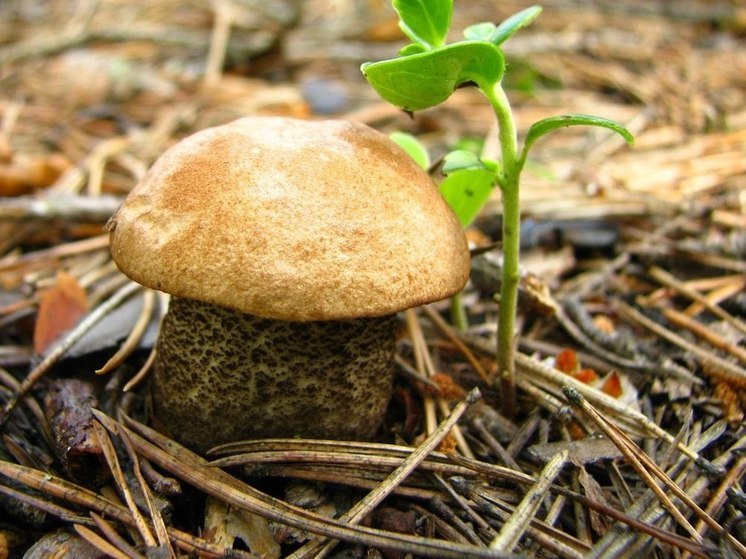 Калининградцы рассказали, где собирают грибы осенью