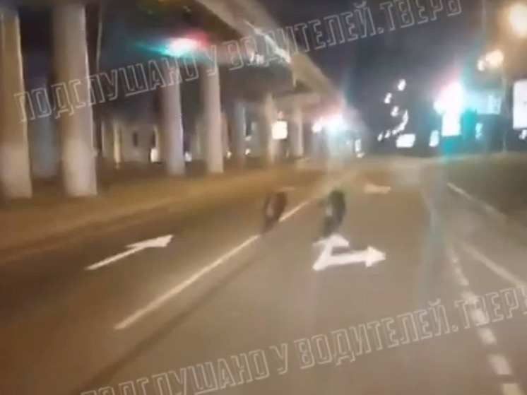 В Твери два кабана бежали по дороге перед автомобилем