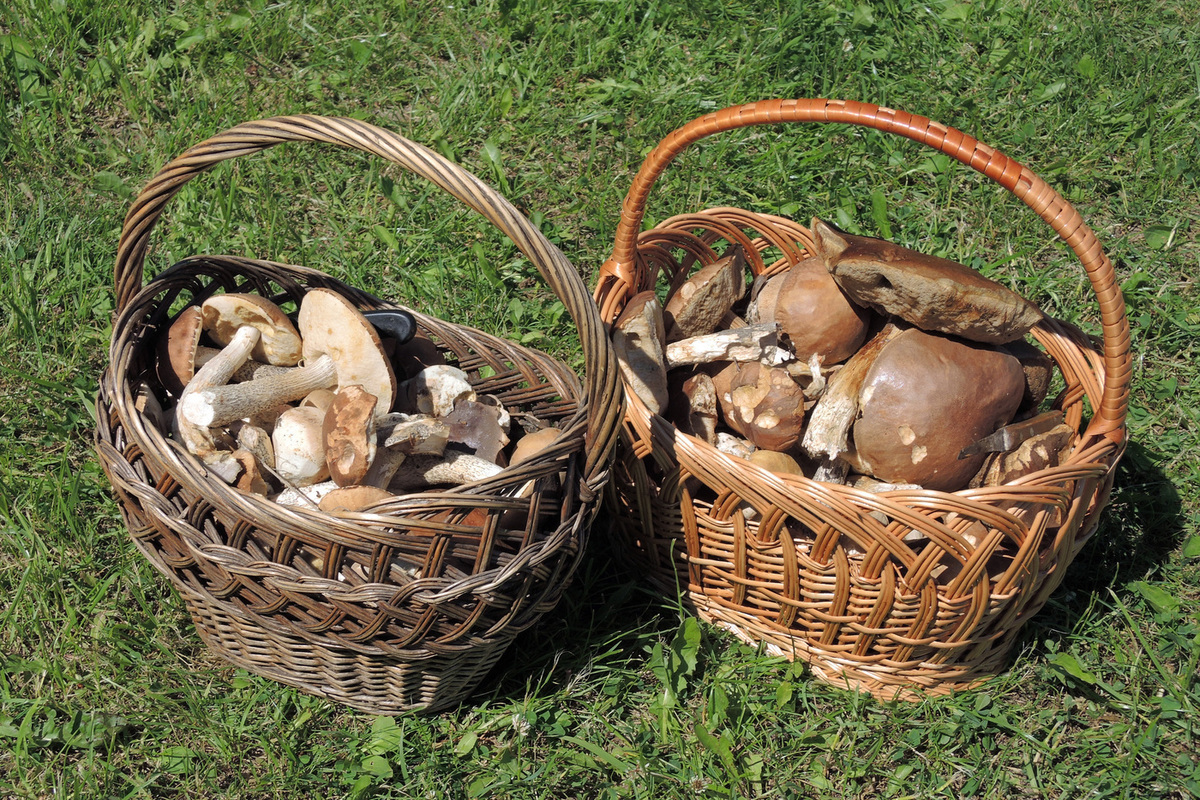 Mushroom pickers get ready: experts talk about a second mushroom wave in October