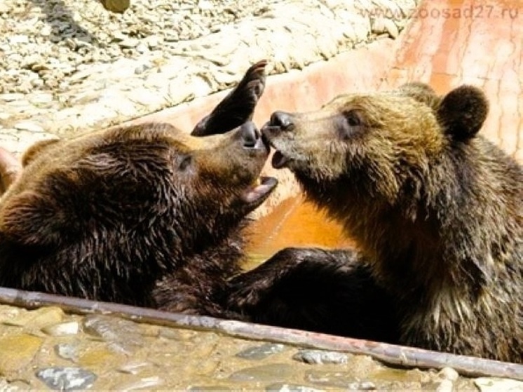 В День пожилых людей в хабаровском зоосаде вспомнили о питомцах-долгожителях