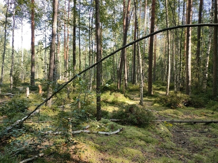 В Чудовском и Новгородском районах обнаружены останки шестерых красноармейцев