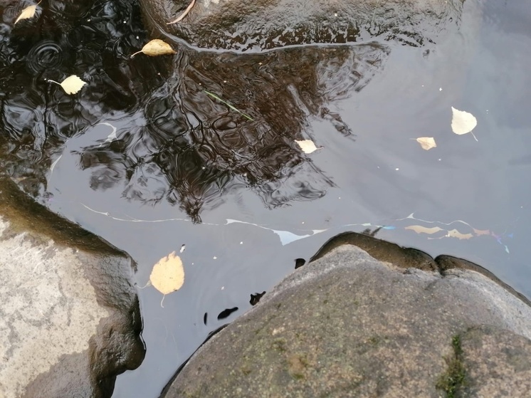 Минприроды пока не нашло источник загрязнения Лососинки в Петрозаводске