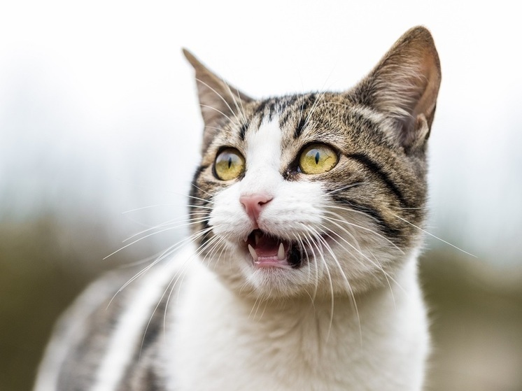 2 октября в Смоленске похолодает до +8°C