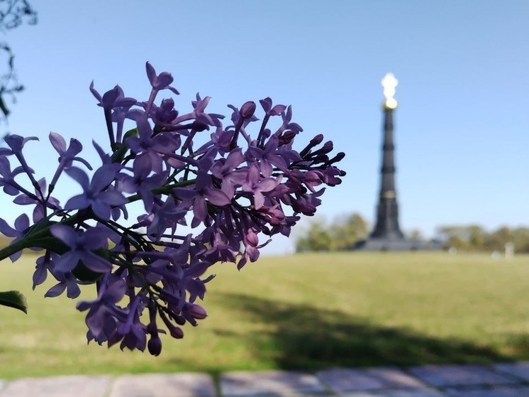 На Куликовом поле под Тулой зацвела сирень