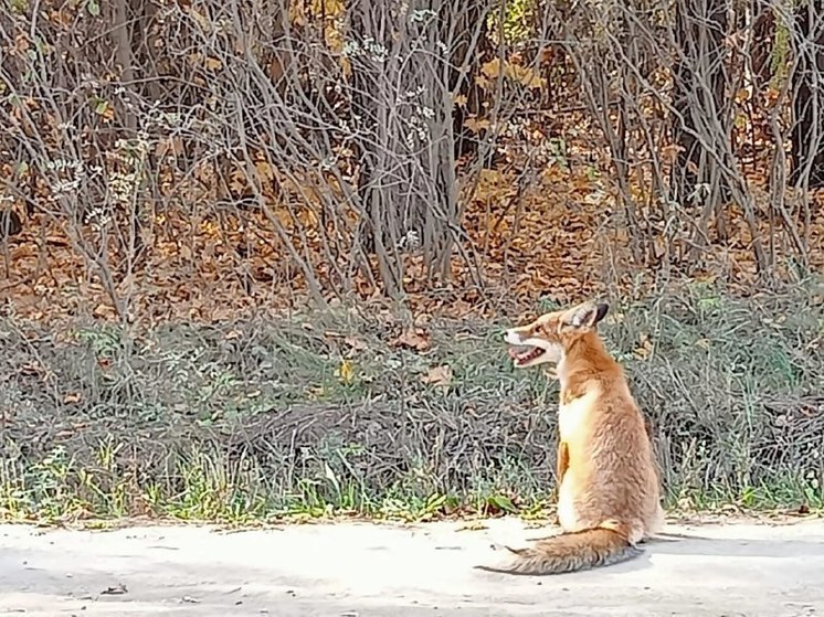 В природном парке «Аслы-Куль» в Башкирии лиса вышла к людям